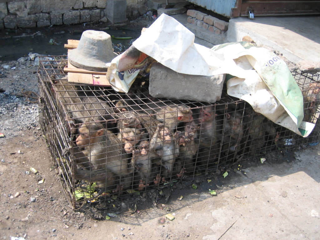 Rescue,Love,Save-1000's of Suffering Animals.India