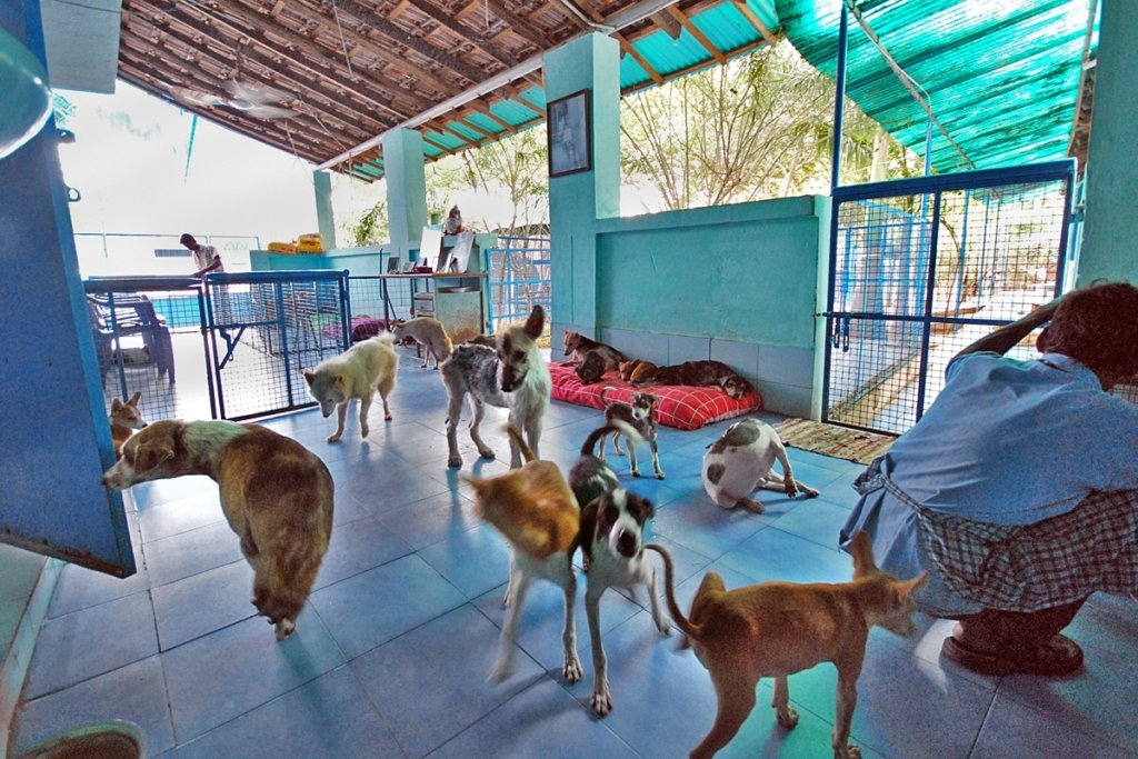 Rescue,Love,Save-1000's of Suffering Animals.India