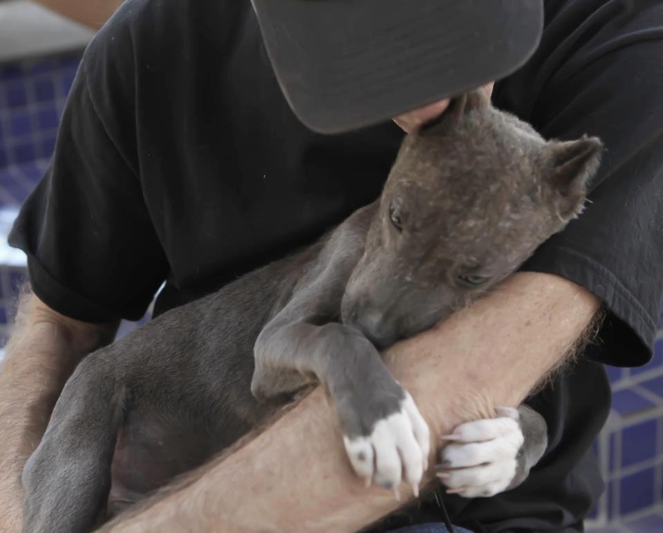 Rescue,Love,Save-1000's of Suffering Animals.India