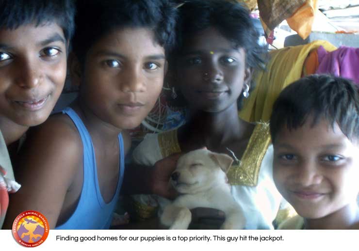 Rescue,Love,Save-1000's of Suffering Animals.India