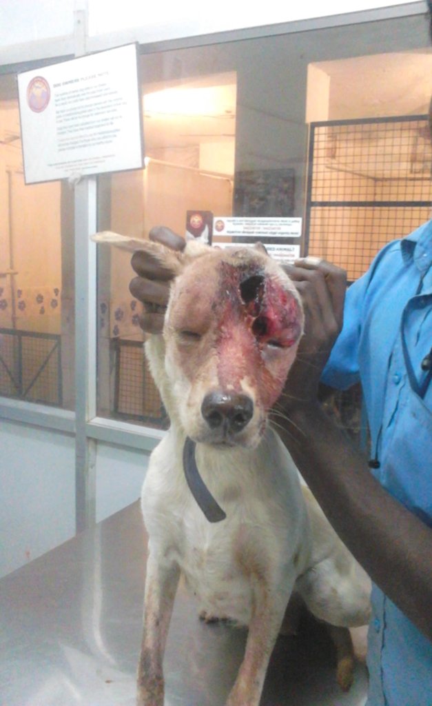 Rescue,Love,Save-1000's of Suffering Animals.India