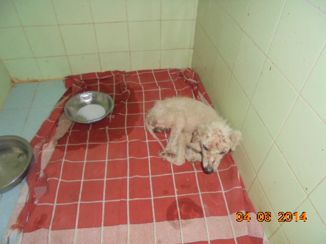 Rescue,Love,Save-1000's of Suffering Animals.India