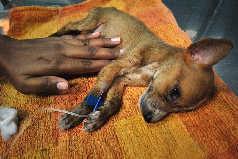 Rescue,Love,Save-1000's of Suffering Animals.India