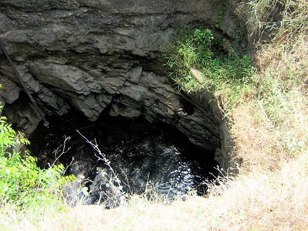 Rescue,Love,Save-1000's of Suffering Animals.India