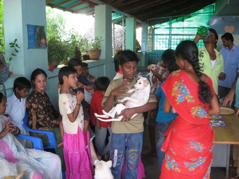 Rescue,Love,Save-1000's of Suffering Animals.India