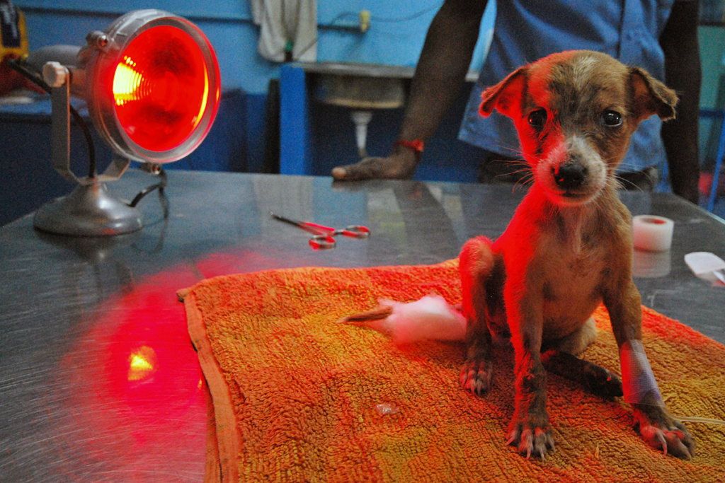 Rescue,Love,Save-1000's of Suffering Animals.India