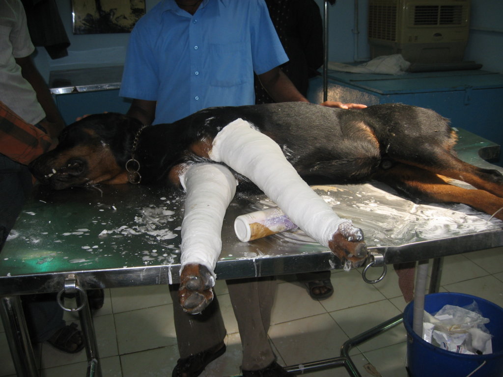 Rescue,Love,Save-1000's of Suffering Animals.India