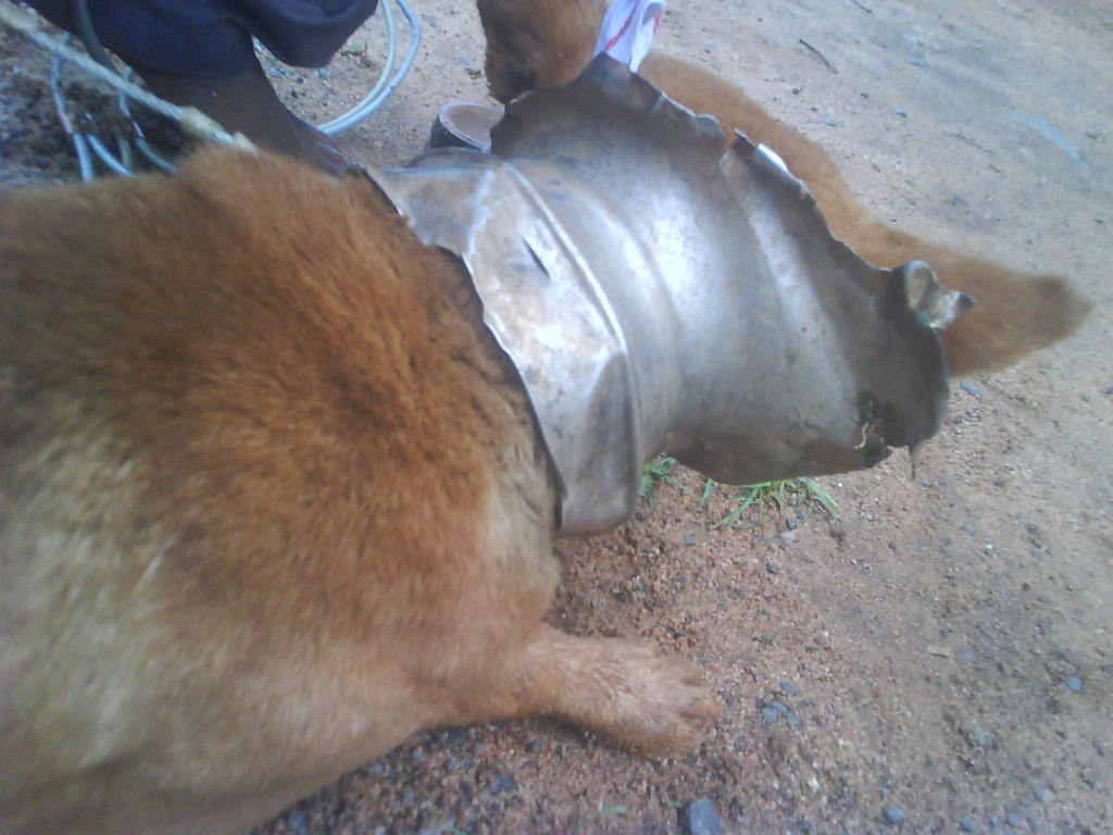 Rescue,Love,Save-1000's of Suffering Animals.India