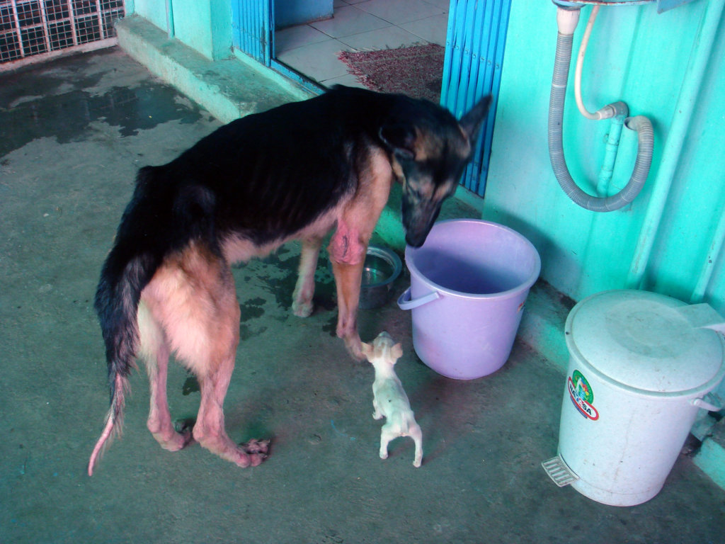 Rescue,Love,Save-1000's of Suffering Animals.India