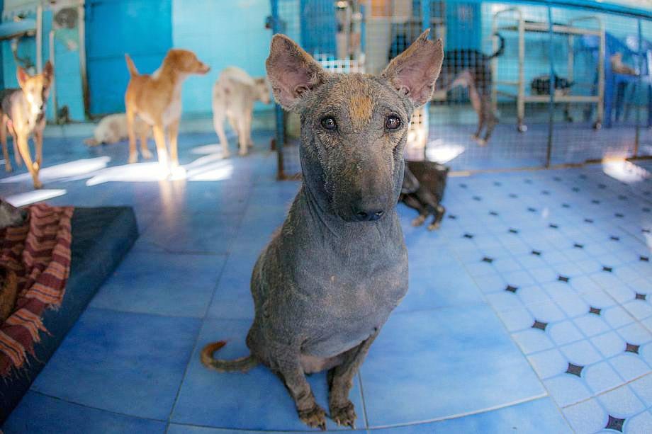 Rescue,Love,Save-1000's of Suffering Animals.India