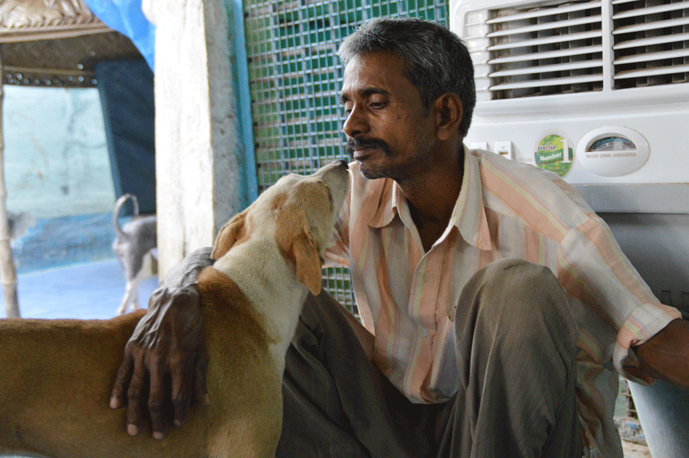 Rescue,Love,Save-1000's of Suffering Animals.India