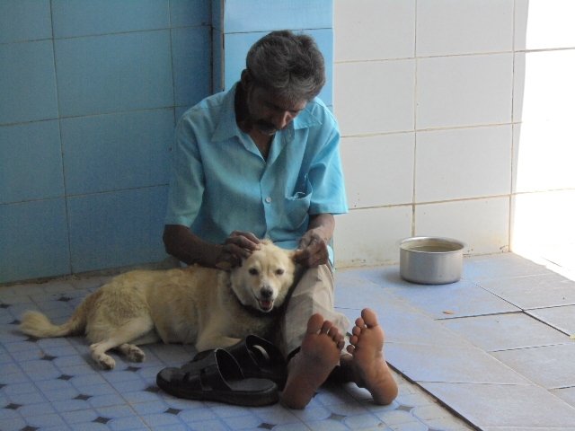 Rescue,Love,Save-1000's of Suffering Animals.India