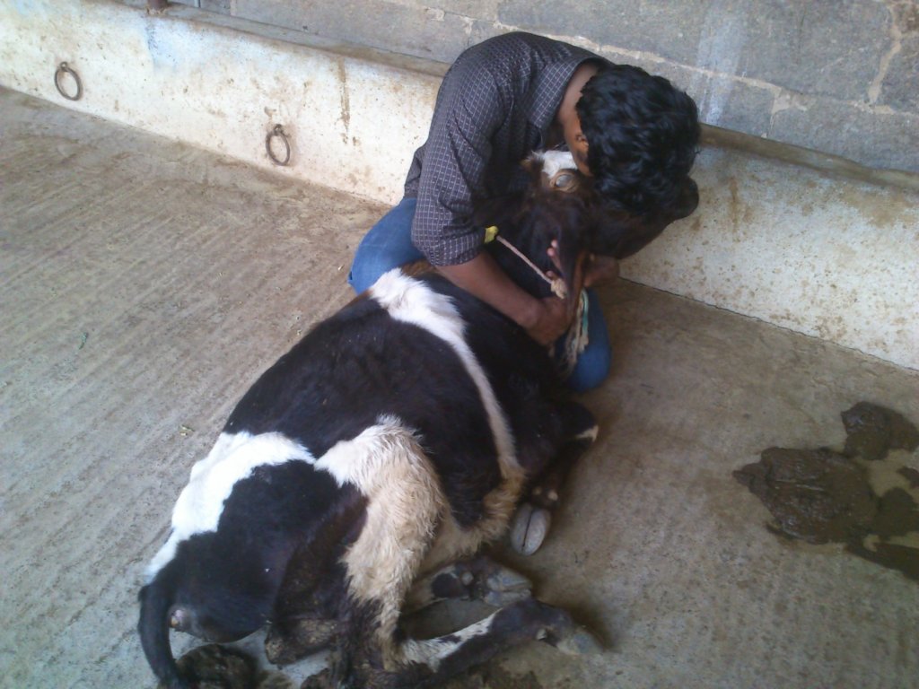 Rescue,Love,Save-1000's of Suffering Animals.India