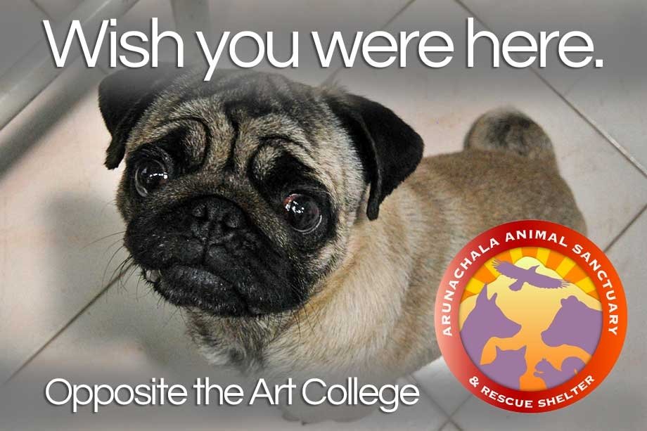 Rescue,Love,Save-1000's of Suffering Animals.India