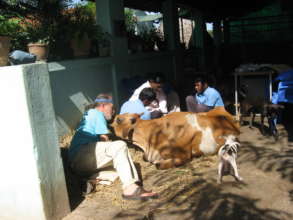 Our beloved Lakshmi when she first came in.