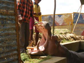 Hippo rescue.