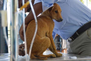 Pup, getting an injection.