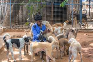Rescue,Love,Save-1000's of Suffering Animals.India