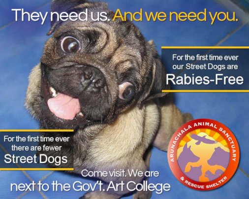 Reports From Arunachala Animal Sanctuary Amp Rescue Shelter Globalgiving