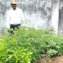 Saplings are ready to be planted