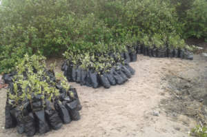 Saplings are ready to be planted