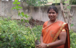 In our nursery, saplings are taken to be planted