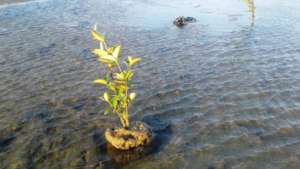 Tree plantation in wetland