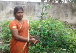 Saplings are ready to be planted