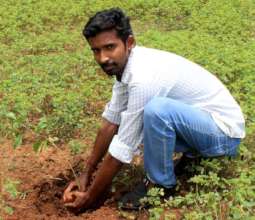 Tree plantation