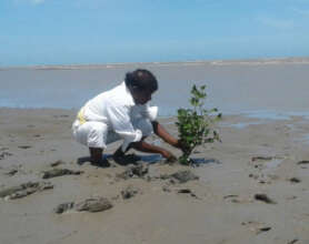 Saplings is planted