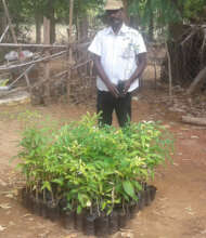 Tree Planting work