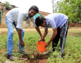 Tree Plantation