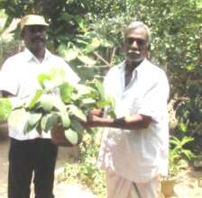 sapling to be planted