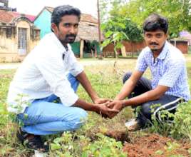 In tree plantation work