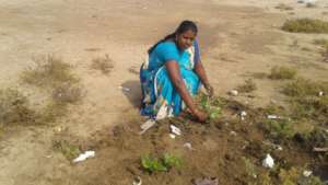 planting of tree
