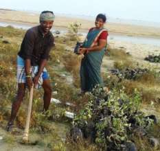 People in planting work