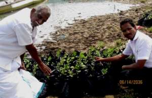 Mangroves saplings are taken to be planted