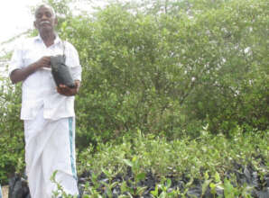 Tree Planting work