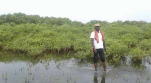 In mangroves conservation