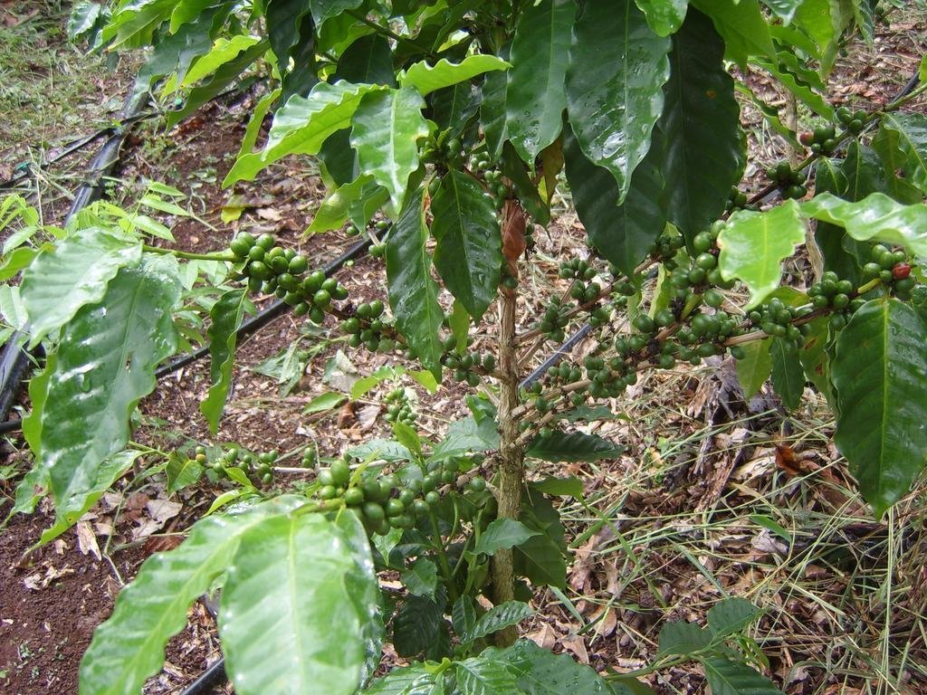 Help Farmers in Nicaragua Move Out of Poverty