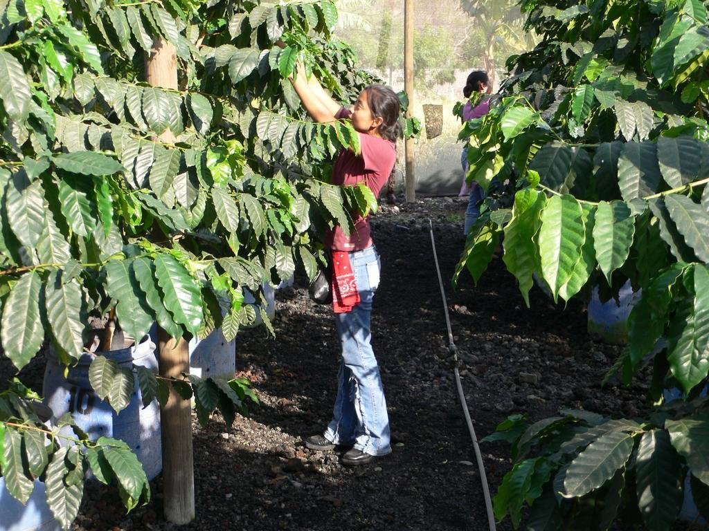 Help Farmers in Nicaragua Move Out of Poverty