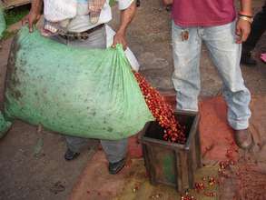 Nicaragua coffee 5