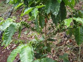 Nicaragua coffee 2