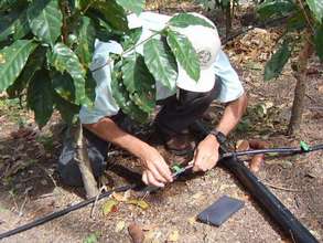 Nicaragua coffee 4