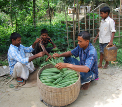 Vegetable traders buying produce from the farmers at collection