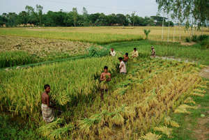 IDE Links Farmers to Better Seeds and Ag Practices