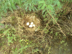 Peacock Eggs inflood