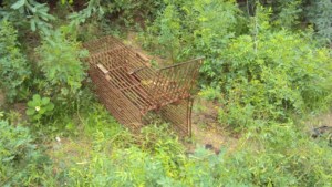 peacock trap