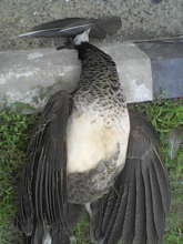 Risks for Peacock