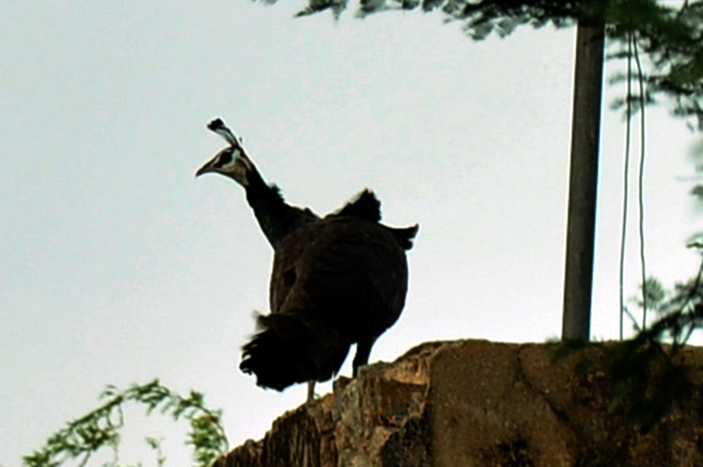 CONSERVATION OF NATIONAL BIRD OF INDIA
